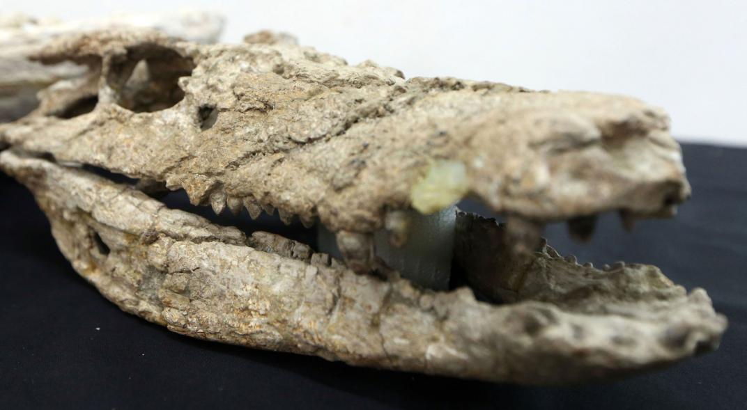 Barrosasuchus Neuquenianus