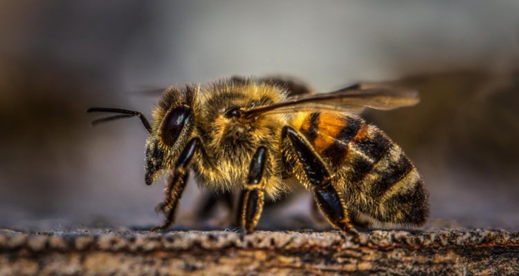 David Hablützel  | Pexels