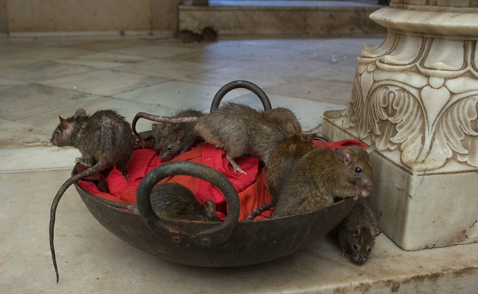 Ratas | Daily Mail