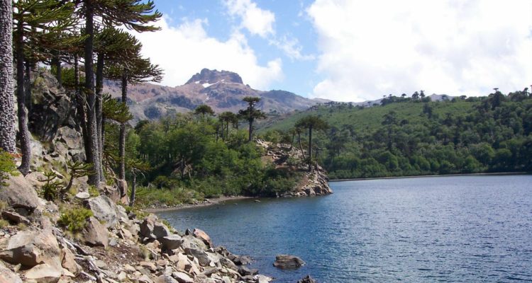 Twitter | @CONAFBiobio