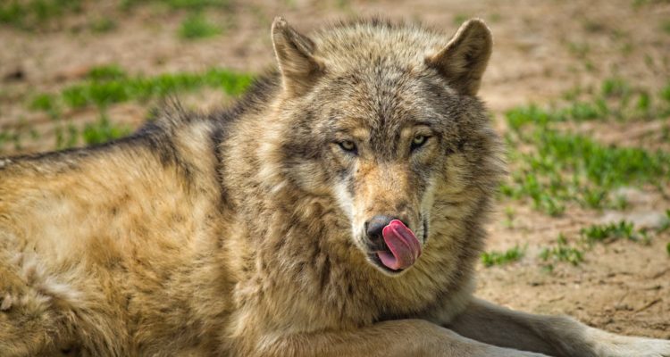 Adriaan Greyling | Pexels (CCO)