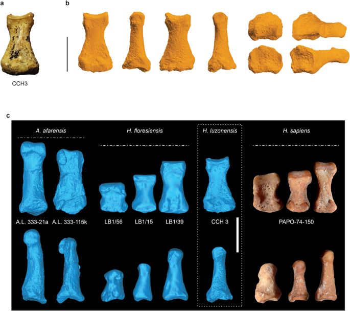 Comparación de una falange del Homo luzonensis con otras especies humanas
