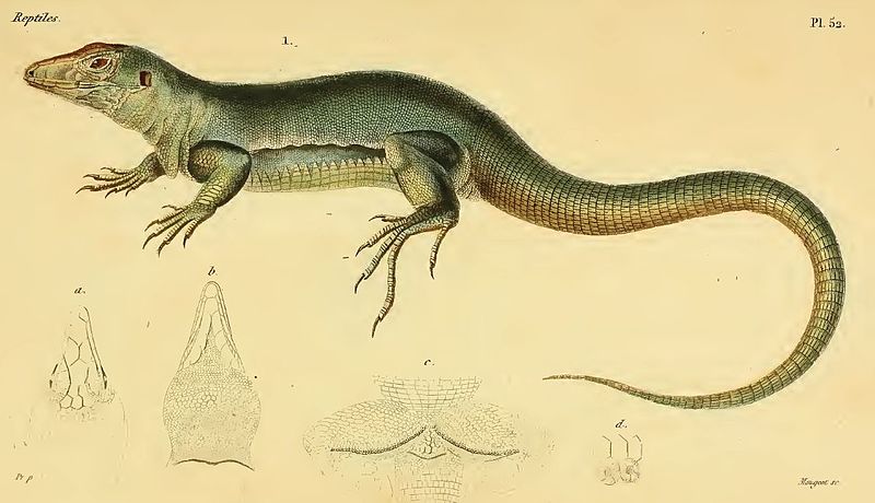 Dumeril & Bibron (1839) Erpetologie Generale V