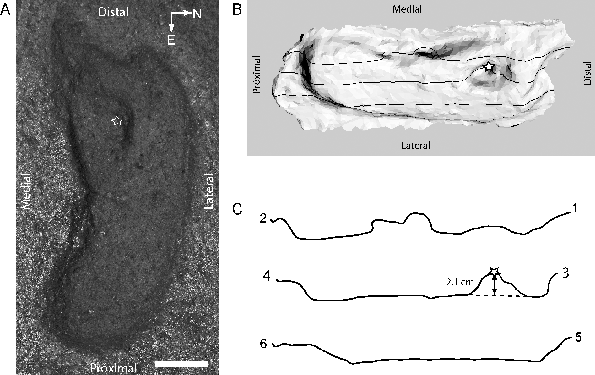  Fotografía de la estructura sedimentaria original atribuida a una huella humana en Pilauco | journals.plos.org