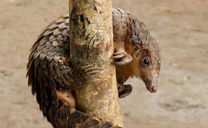 Ejemplar de pangolín, mamífero que está en peligro de extinción | Muy Interesante