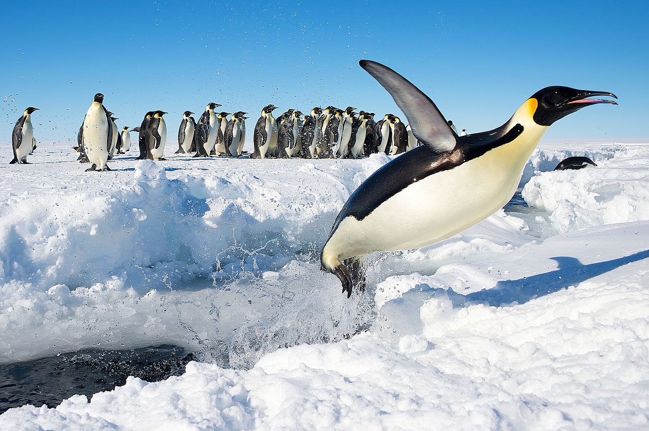 Pingüino emperador saltando del agua en la isla Berkner (CC) Wikimedia Commons