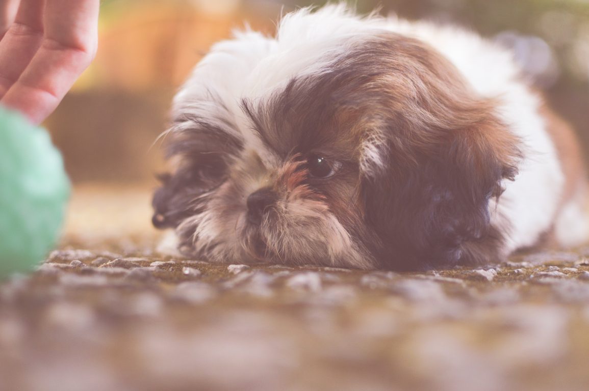 Archivo | Imagen de un perro raza Shih Tzu | Pexels (CCO)