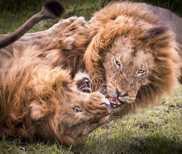 Científico capturó impresionante batalla entre dos leones por la supremacía  de una manada en África | Sociedad | BioBioChile