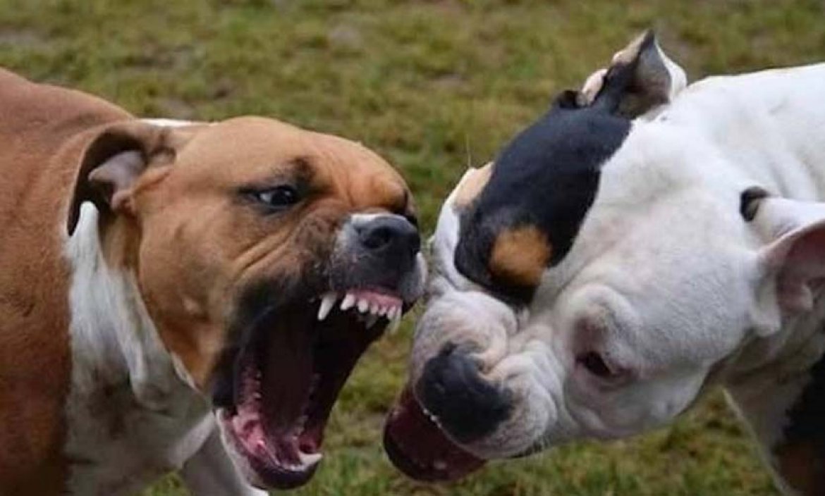Pitbull dogs | Daily Mail