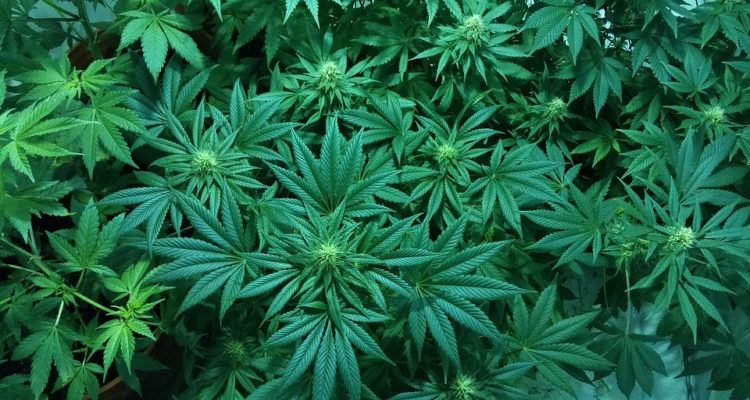 weed-medical-marijuana-cannabis-marijuana-1114713-750x400.jpg