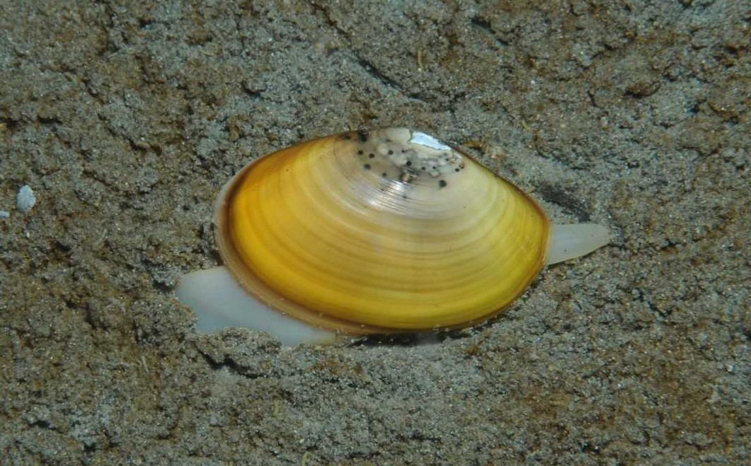Centro de Investigación: Dinámica de Ecosistemas Marinos de Altas Latitudes (IDEAL)