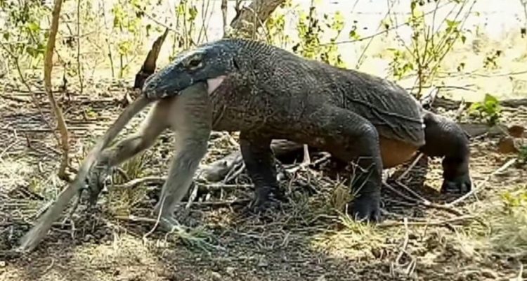 Difunden video del momento en que un Dragón de Komodo devora un mono vivo  luego de una lucha | Sociedad | BioBioChile