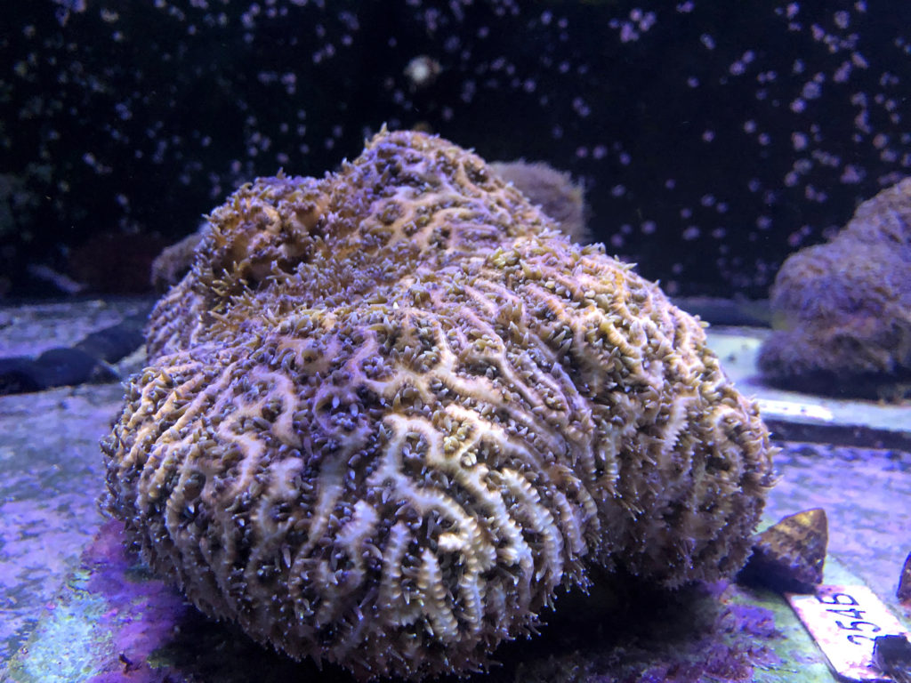 Pilar de corales en un tanque de agua en los laboratorios del Centro de Conservación del Acuario de Florida en Apollo Beach | Gianrigo Marletta | Agence France-Presse 