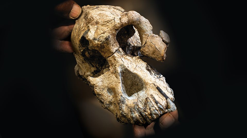 Australopithecus anamensis | Cleveland Museum of Natural History