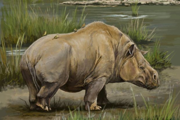 Toxodonte