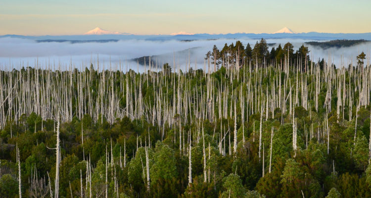 Flickr | Matt Allende