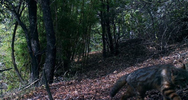 Gato Colocolo | Conaf