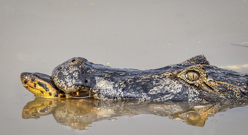 Quién habrá vencido? fotografían brutal pelea entre una anaconda de 9  metros y cocodrilo en un río | Sociedad | BioBioChile