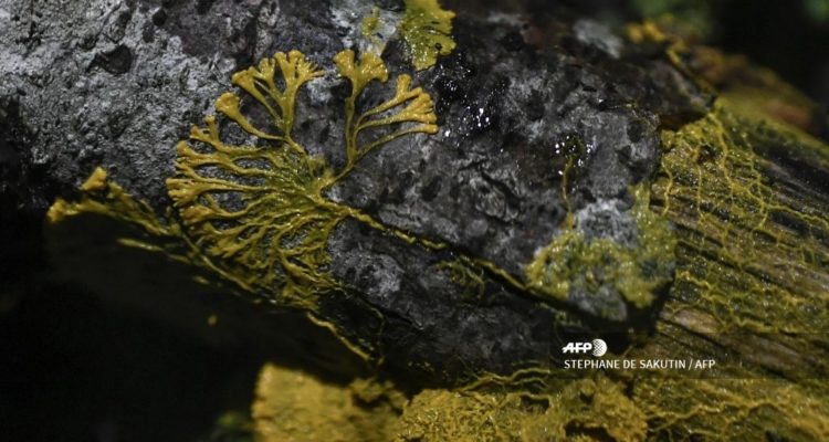 Stephane De Sakutin | AFP