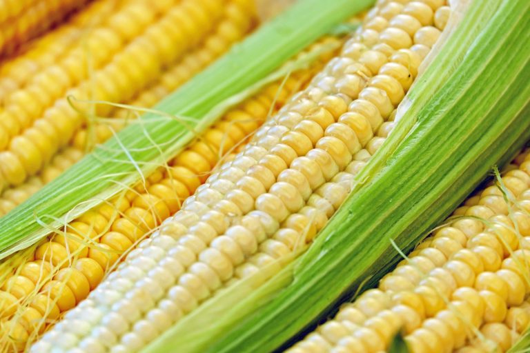 Los beneficios para la salud del choclo, uno de los cereales por excelencia  de primavera y verano | Vida | BioBioChile
