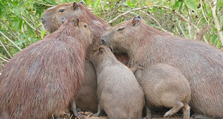 Bernard Dupont | Wikimedia Commons