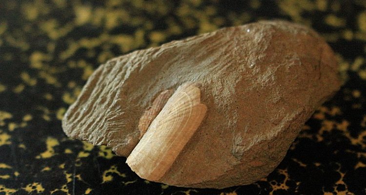 El especímen bautizado como Solemya lucifuga | U. Austral