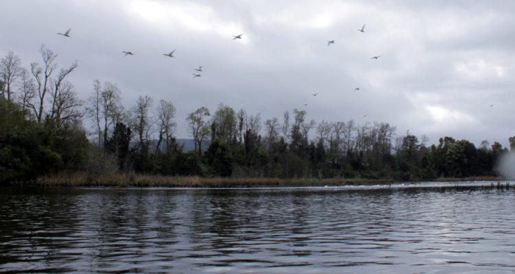 Archivo | Cristian Cerna (RBB)