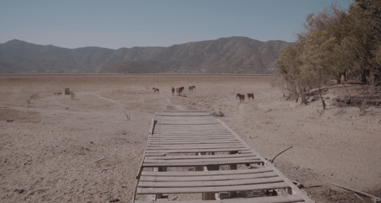 Priscila Toro | BBCL