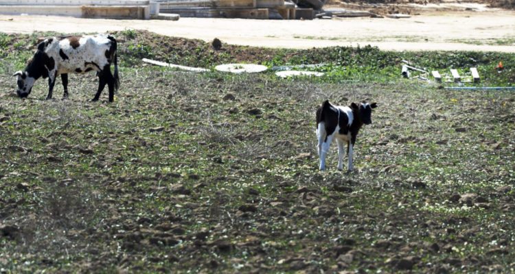 Contexto | Rodolfo Hahn (RBB)