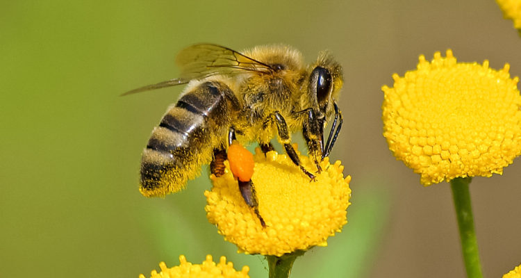 Pixabay | Pexels (CCO)