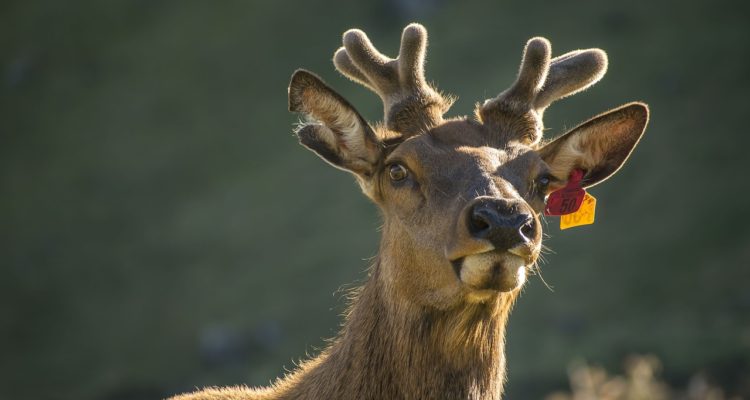 AnetFou | Pixabay (CCO)