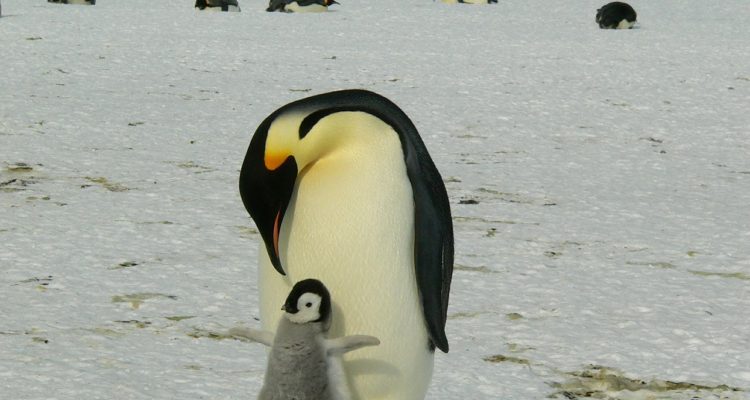 MemoryCatcher | Pixabay (cc0)