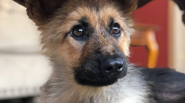 Instagram | @ranger_thegshepherd