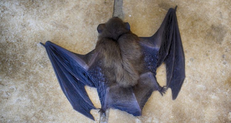 Contexto | www.maxpixel.net