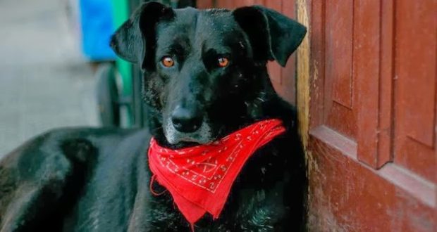 Facebook Negro Matapacos