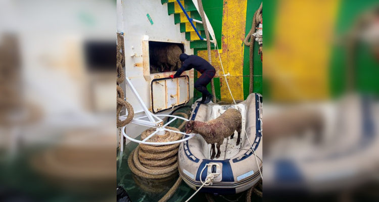 Animals International