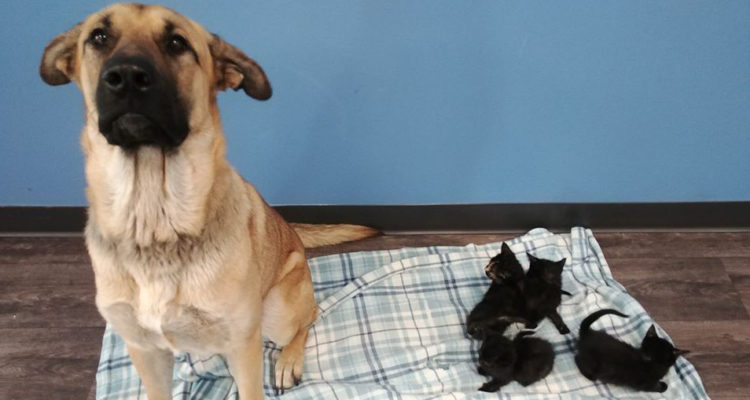 Pet and Wildlife Rescue | Agence France-Presse
