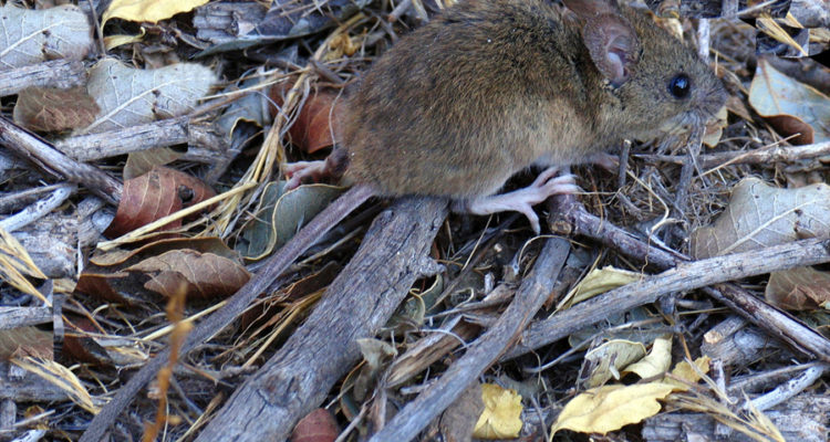 Yamil Hussein E. | Wikimedia (cc)