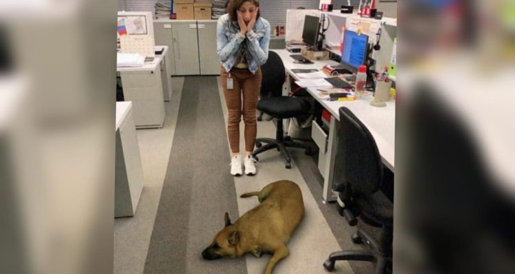 Instagram | Vía @lolabahamon