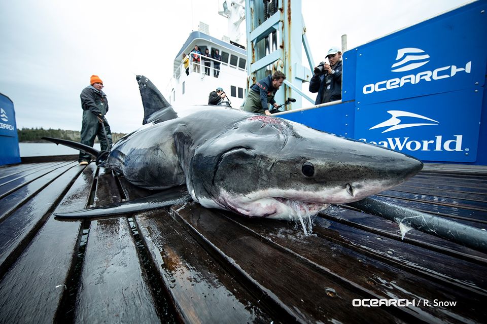 Vimy | Ocearch