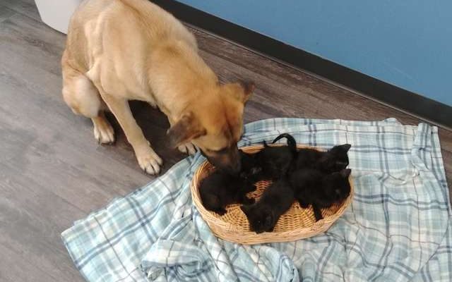 Pet and Wildlife Rescue
