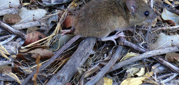 Contexto | Yamilhussein (CC) 