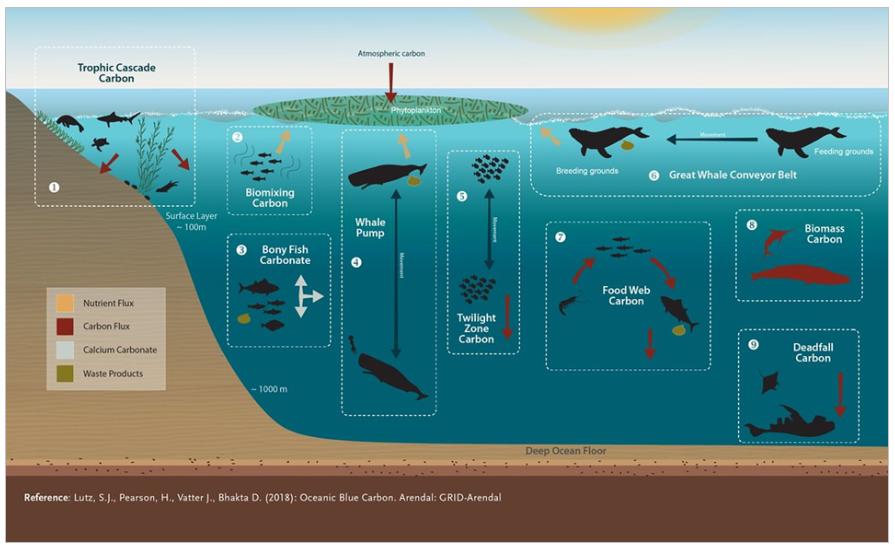 Figura. Nueve mecanismos de captura y secuestro de carbono en ecosistemas marinos influenciado por vertebrados en la trama trófica (Lutz et al. 2018).