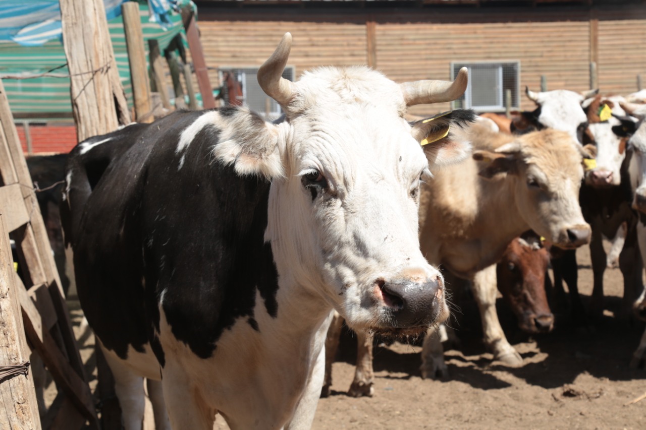 Comunidades mapuches de La Araucanía recibirán 600 cabezas de ganado afectadas por la sequía