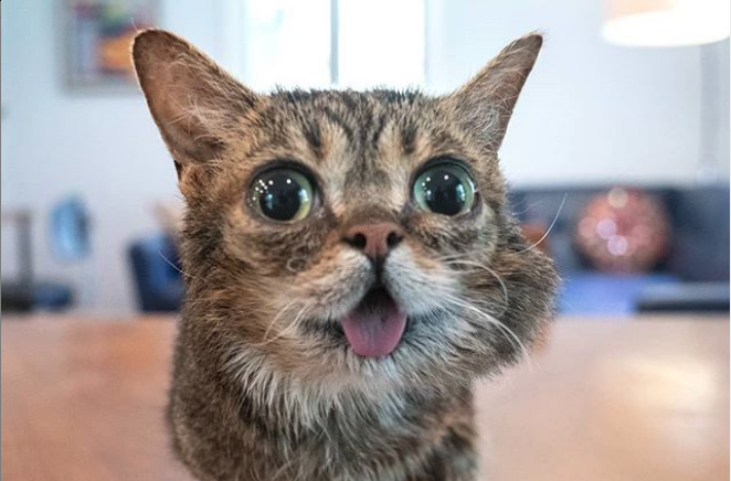  iamlilbub | Instagram
