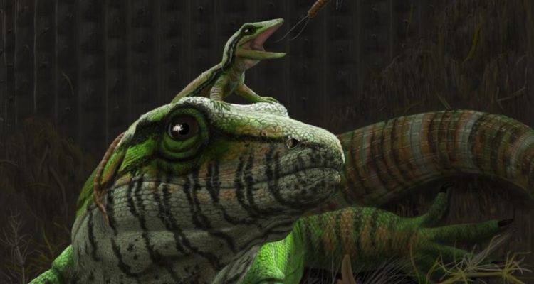 Universidad Carleton