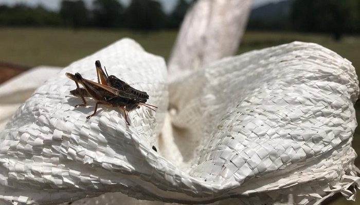 ARCHIVO | Seremi de Agricultura