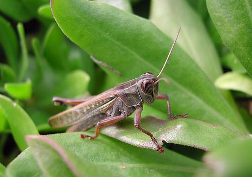 Fernando Pastor en Flickr (CC)