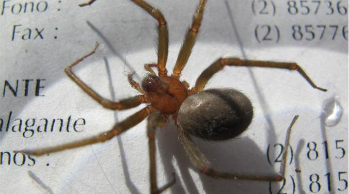 ¿Por qué la araña de rincón puede provocar la muerte? | Vida | BioBioChile