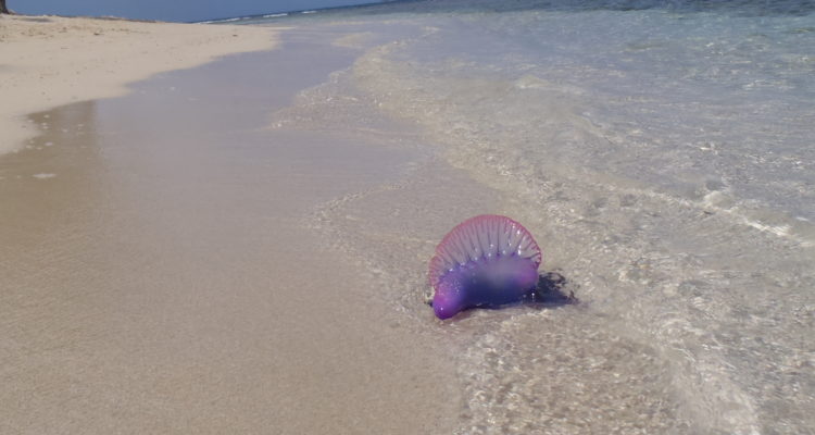 Andrespuche | Wikicommons